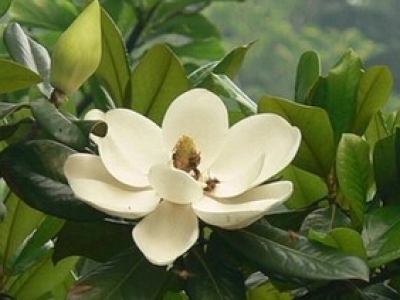 稀釋劑