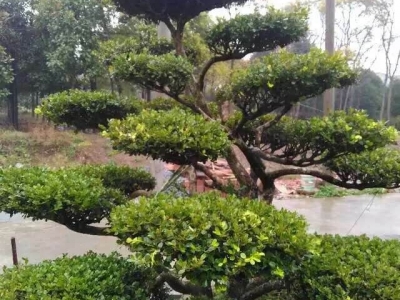 工業(yè)酒精